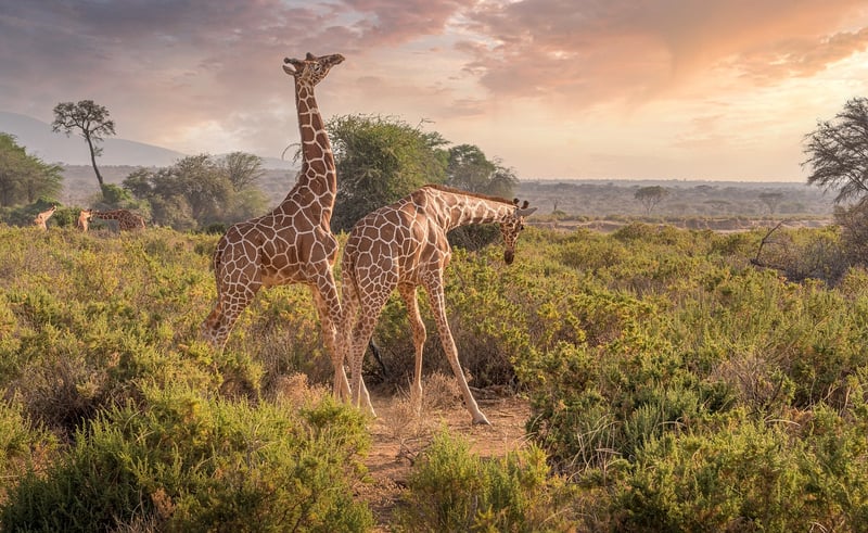 Maasai Mara National Reserve, Kenya